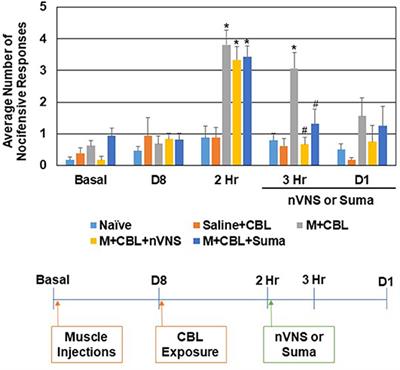 Inhibition of Trigeminal Nociception by Non-invasive Vagus Nerve Stimulation: Investigating the Role of GABAergic and Serotonergic Pathways in a Model of Episodic Migraine